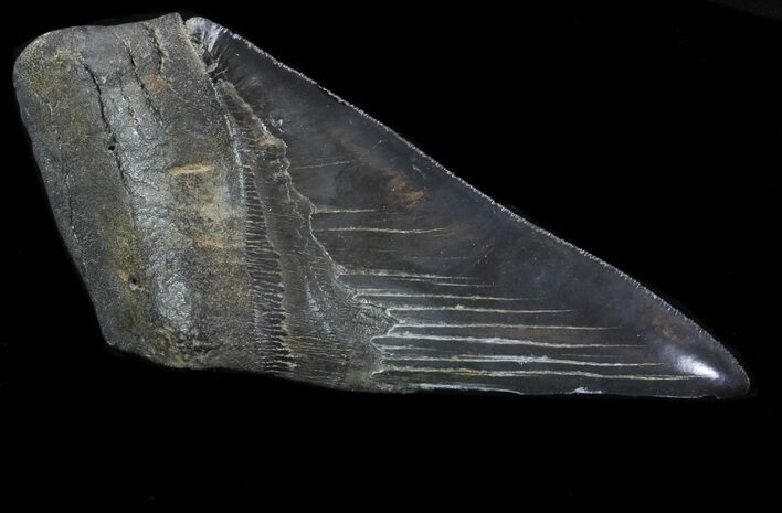 Partial Fossil Megalodon Tooth - Serrated Blade #88647